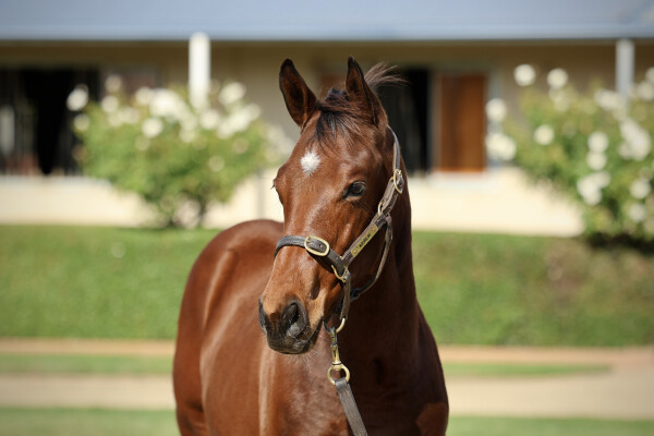 Lot 491: Harry Angel (IRE) / Rock the Sea (NZ)