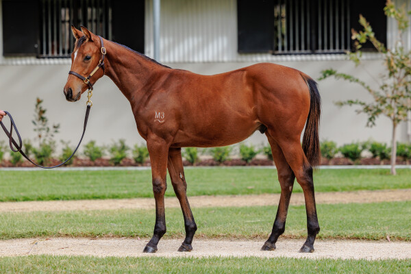 Lot 337: I Am Invincible / La Farola