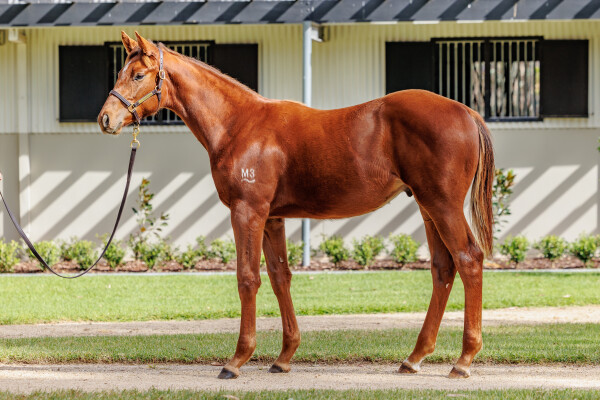 Lot 382: Captivant / Minnamosa (NZ)