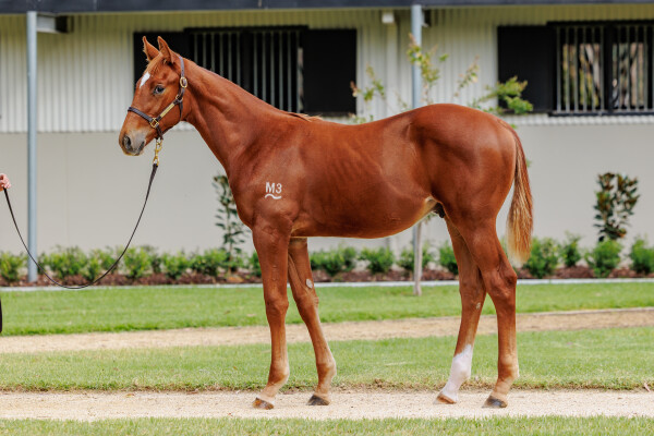 Lot 393: Ole Kirk / Miss Wilson