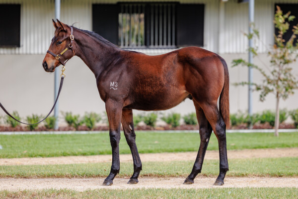 Lot 406: Hawaii Five Oh / Movader