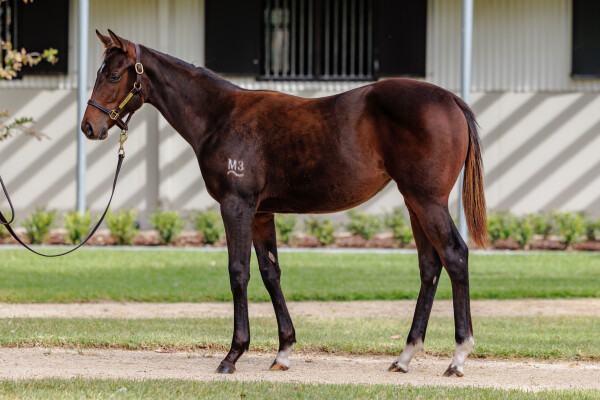 Lot 431: Ozzmosis / Oceana Blue (NZ)