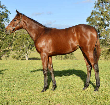 Lot 367: Tagaloa / Louisette