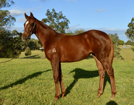 Lot 493: Admire Mars (JPN) / Role Model (NZ)