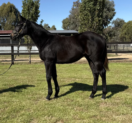 Lot 280: Tassort / Gold Rush (NZ)