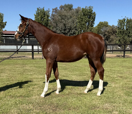 Lot 427: Toronado (IRE) / Nothin' on Me (NZ)