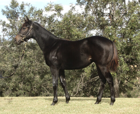 Lot 362: Brutal (NZ) / Little Joanna