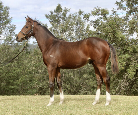 Lot 438: Castelvecchio / Oriental Dance (JPN)