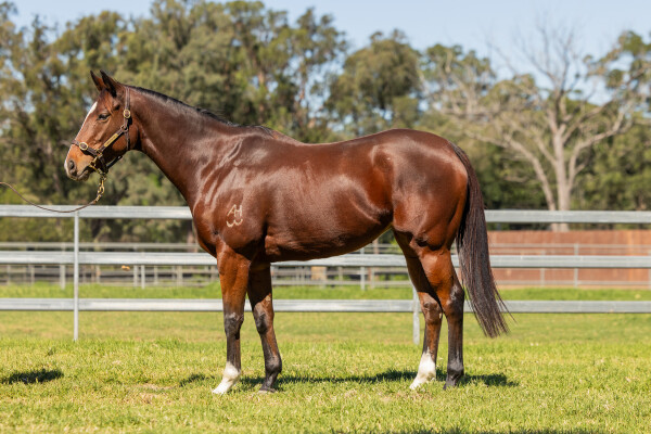 Lot 101: More Than Ready (USA) / Ghenwaa