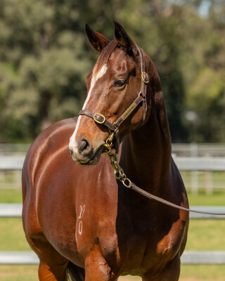 Lot 101: More Than Ready (USA) / Ghenwaa