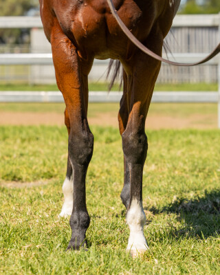 Lot 101: More Than Ready (USA) / Ghenwaa