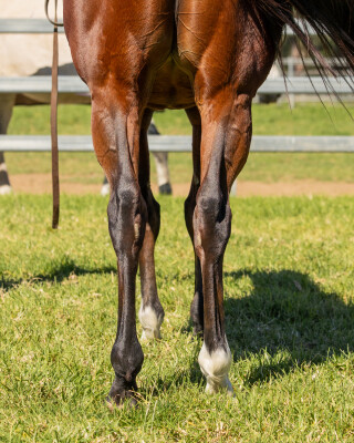 Lot 101: More Than Ready (USA) / Ghenwaa