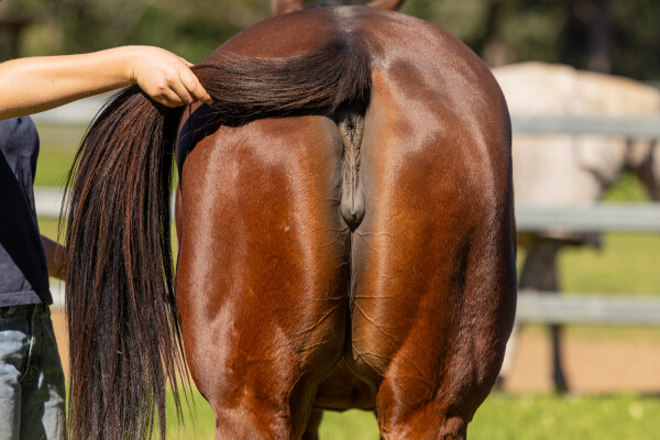 Lot 101: More Than Ready (USA) / Ghenwaa