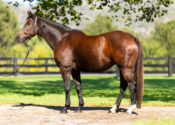 Lot 106: Zabeel (NZ) / Stray (NZ)