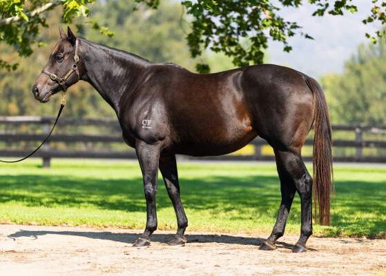 Lot 109: Foxwedge / Galapagos Girl