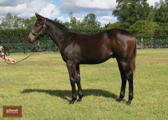 Lot 327: King's Gambit / Karavali (NZ)