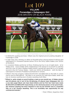 Lot 109: Foxwedge / Galapagos Girl