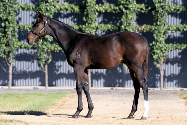 Lot 436: Stay Inside / Optume