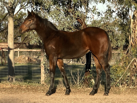Lot 210: Captivant / Combative (NZ)