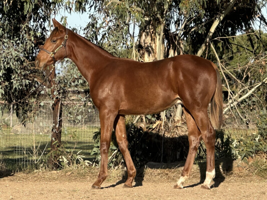 Lot 320: Capitalist / Jedaffair