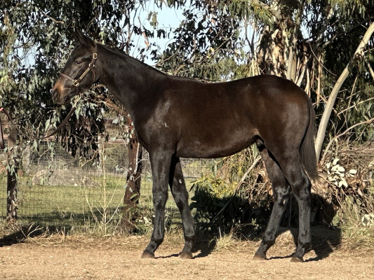 Lot 409: Bivouac / My Nikita (NZ)