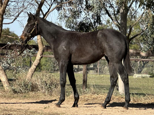Lot 111: Cylinder / Waikato River (NZ)