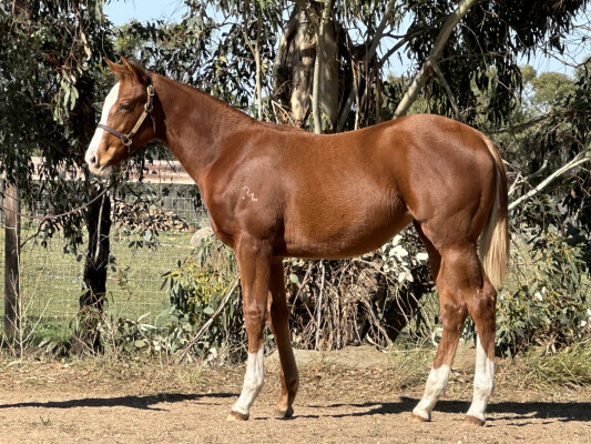Lot 221: Toronado (IRE) / Danish Bingo