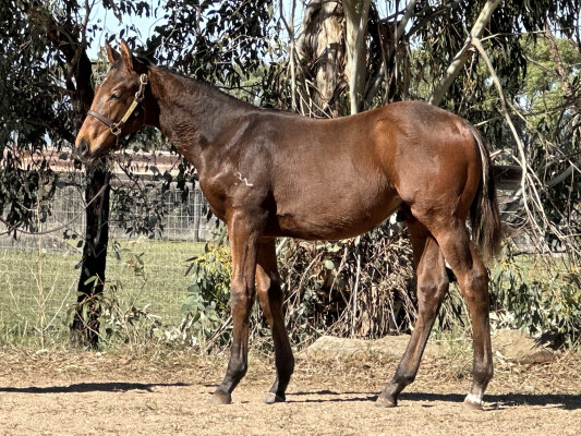 Lot 465: Zousain / Prontissimo