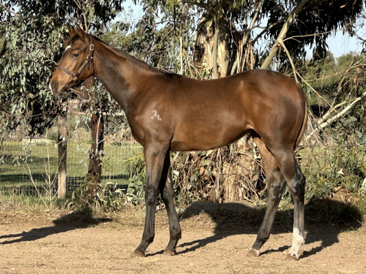Lot 385: Ozzmosis / Miss Gaga