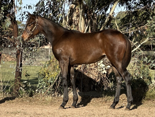 Lot 9: So You Think (NZ) / Saramenha