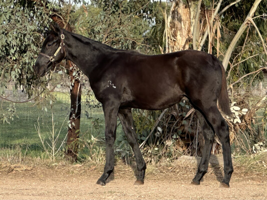 Lot 264: Artorius / Forgotten Promises