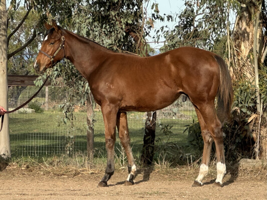 Lot 224: Home Affairs / Debate