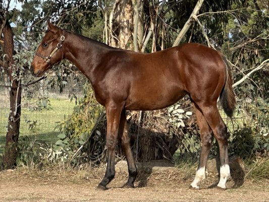 Lot 128: Ozzmosis / Your Time