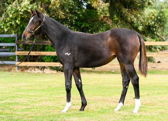 Lot 55: Russian Revolution / Summerfest (NZ)