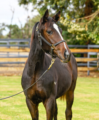 Lot 55: Russian Revolution / Summerfest (NZ)