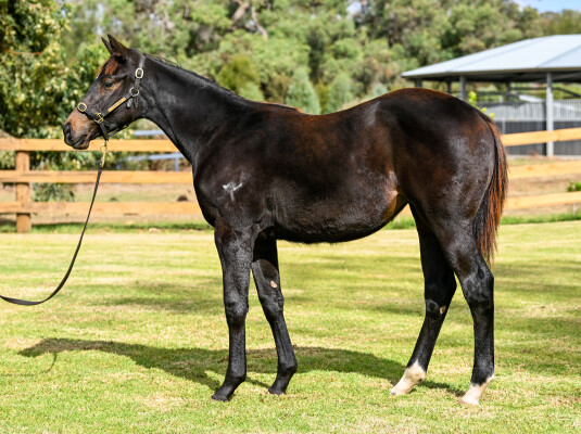 Lot 56: King's Gambit / Sun Valley