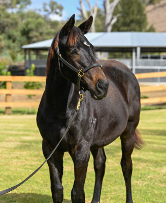 Lot 56: King's Gambit / Sun Valley