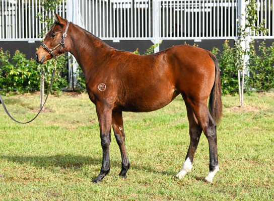 Lot 77: Maurice (JPN) / The King's Widow