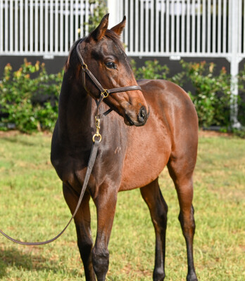 Lot 92: Zoustar / Too Good Too Hard