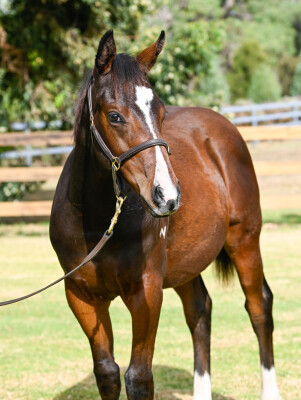 Lot 107: Hellbent / Verdier
