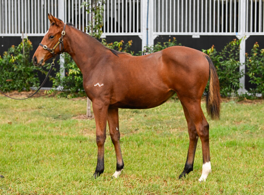 Lot 115: Zoustar / Wedgie