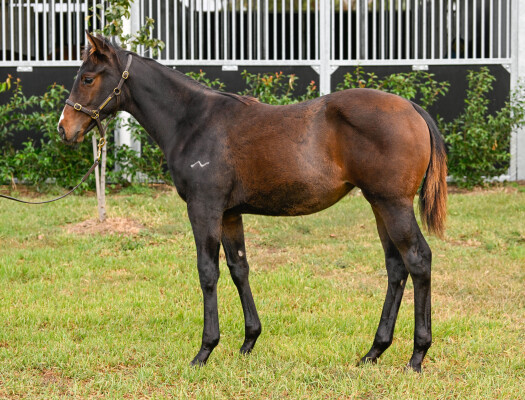 Lot 157: Pinatubo (IRE) / Arcane
