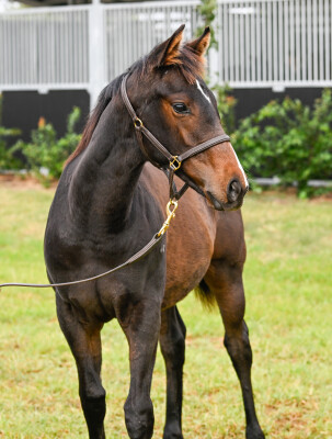 Lot 157: Pinatubo (IRE) / Arcane