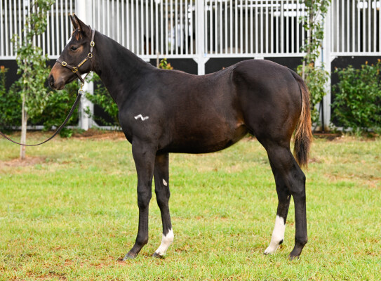 Lot 175: Zousain / Benella