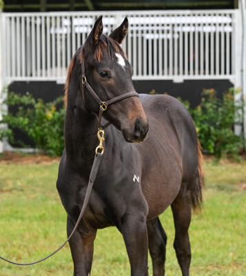 Lot 175: Zousain / Benella