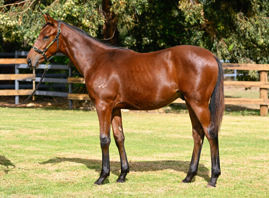 Lot 180: State of Rest (IRE) / Blazing Babe
