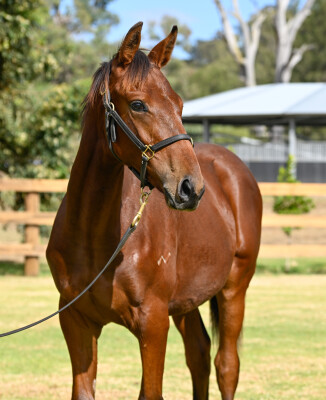 Lot 180: State of Rest (IRE) / Blazing Babe
