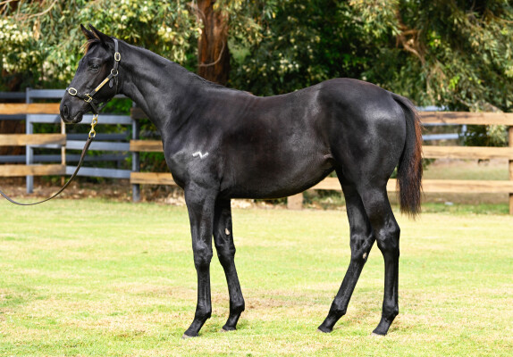 Lot 197: Tassort / Capital Commander