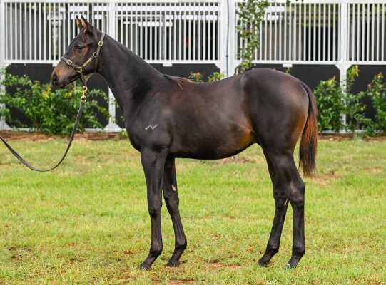 Lot 198: Cosmic Force / Carusmatic