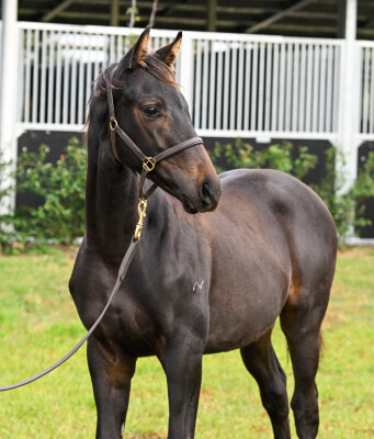 Lot 198: Cosmic Force / Carusmatic